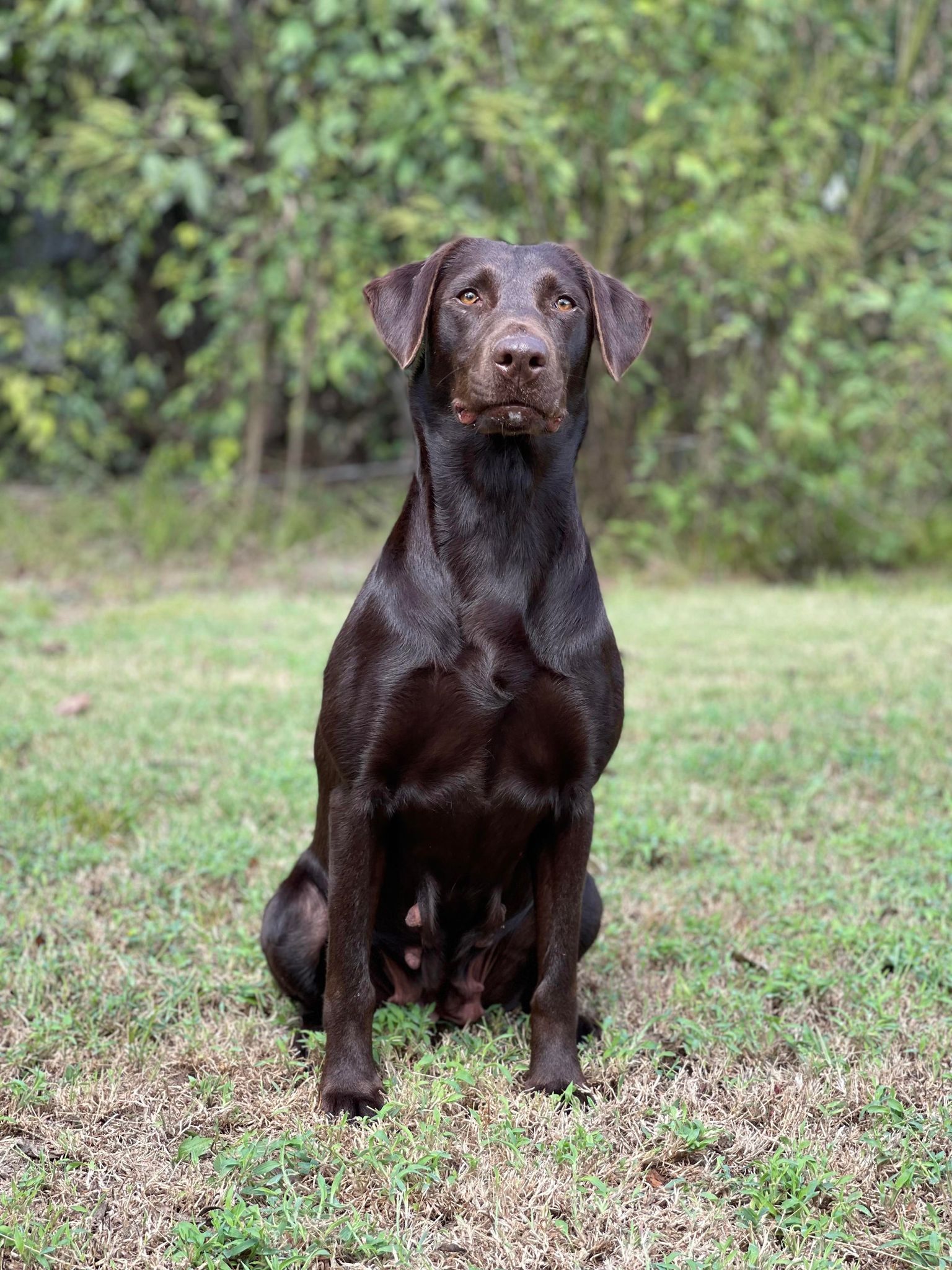 Wright's Wading In Muddie Water DS | Chocolate Labrador Retriver