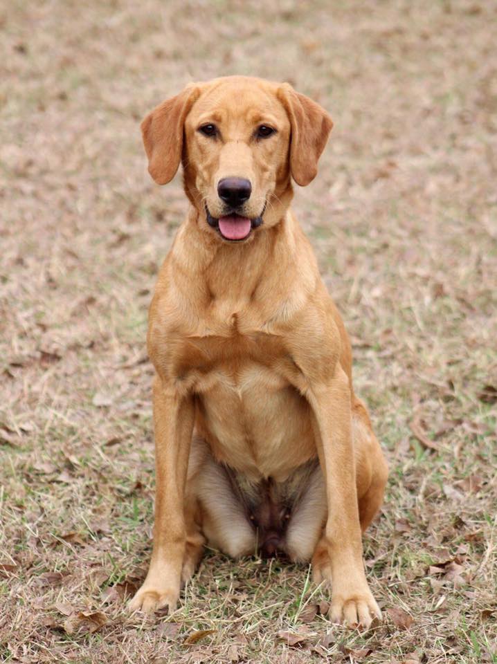 Wright's Click Click Boom JH | Yellow Labrador Retriver