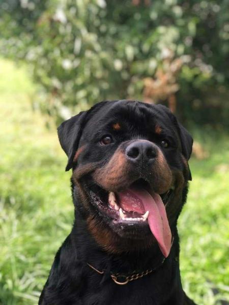 ORION Vom Hause Hugel | Rottweiler 