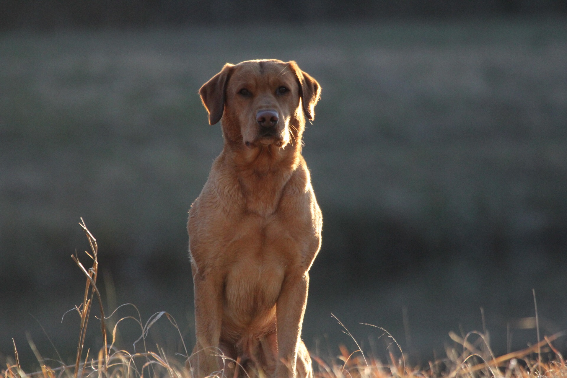 HRCH Red Sun Rising MH | Yellow Labrador Retriver