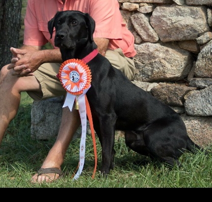 Womacks  Look Out Ducks Flying Solo SH | Black Labrador Retriver