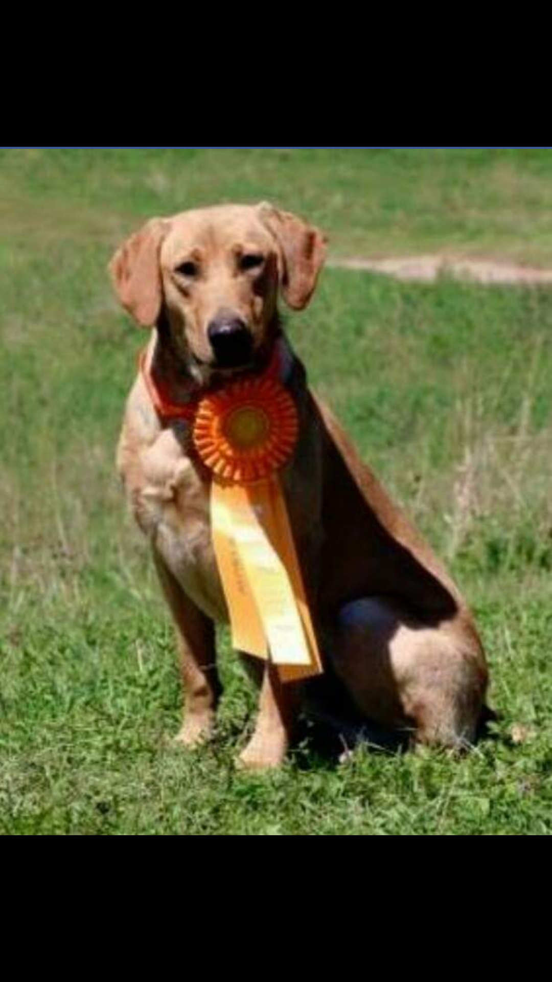 Piddle Creek's That's My Forte MH | Yellow Labrador Retriver