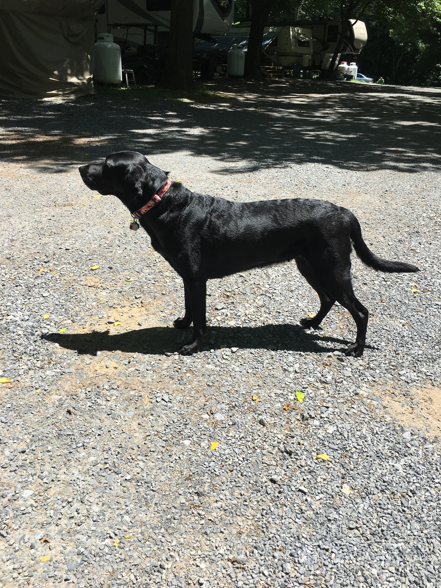 Oak's Absolute Best | Black Labrador Retriver