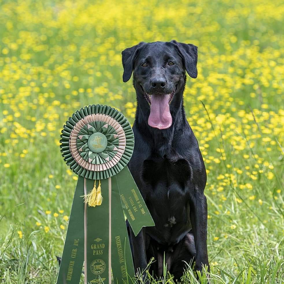 HRCH Rockefeller's Midnight Lunar Eclipse MH | Black Labrador Retriver