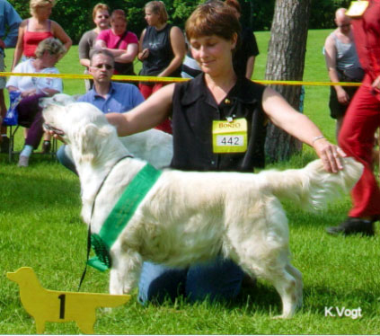 Gunhills Dancing Spring | Golden Retriever 