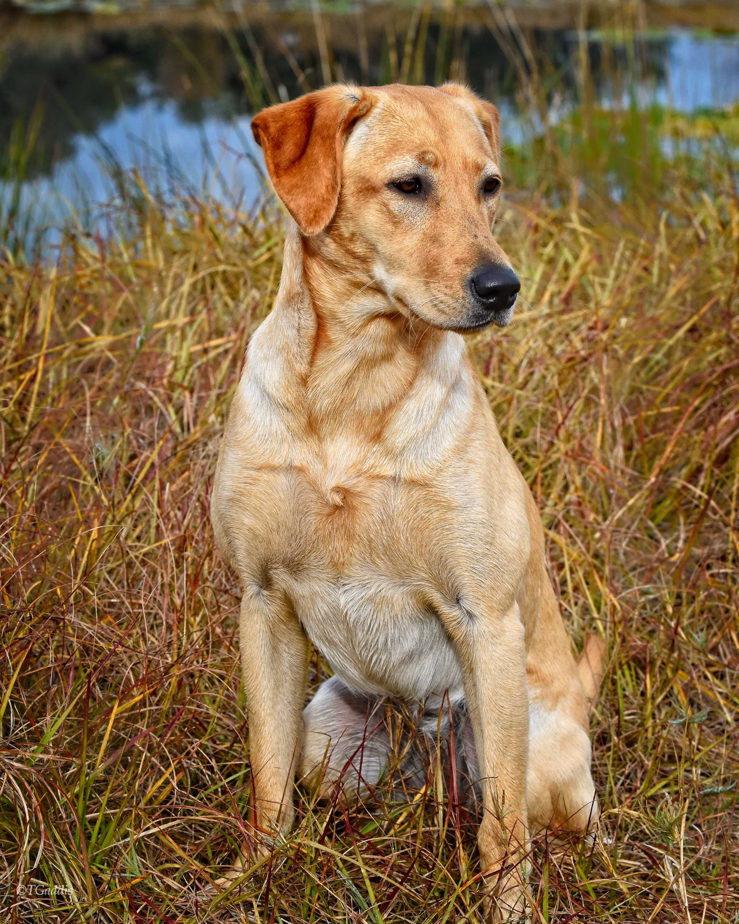 HR A Highseas Travelers Breakwater | Yellow Labrador Retriver