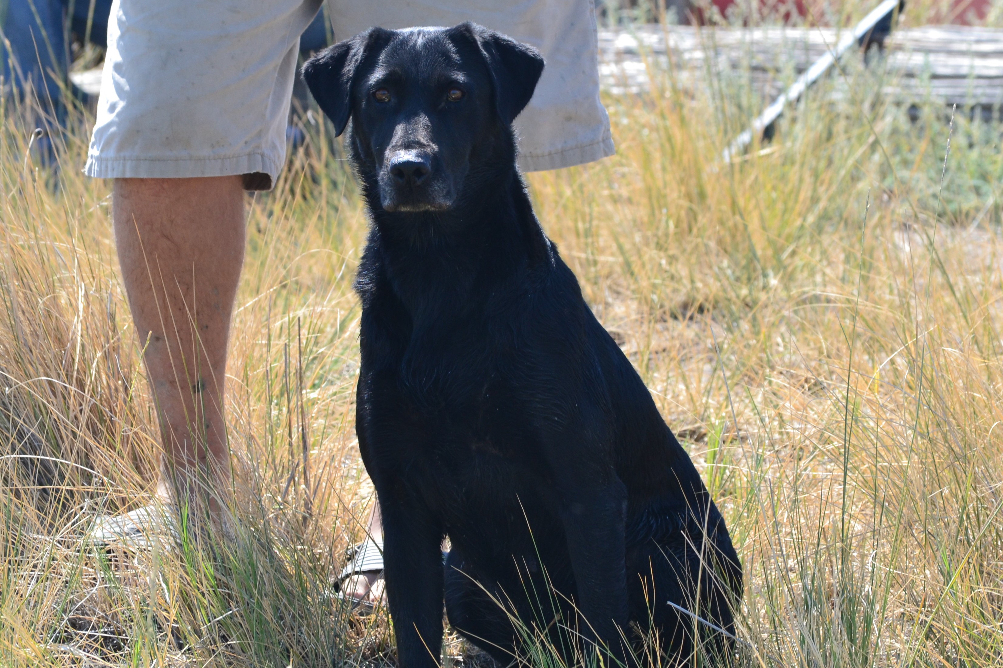 Kodiak's Atticus' Pride MH | Black Labrador Retriver