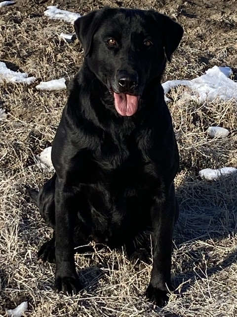 Kodiak's Atticus' Pride MH | Black Labrador Retriver