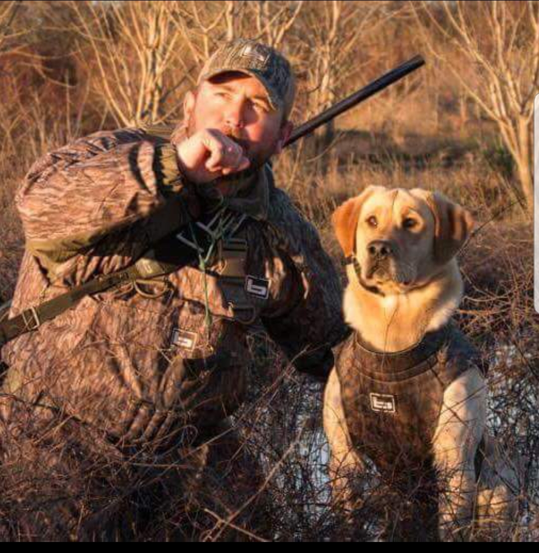 Mpr T-bones Royal Reed MH | Yellow Labrador Retriver