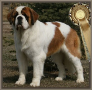 MTNS COUNTRY PERFECT CHANCE | Saint Bernard 