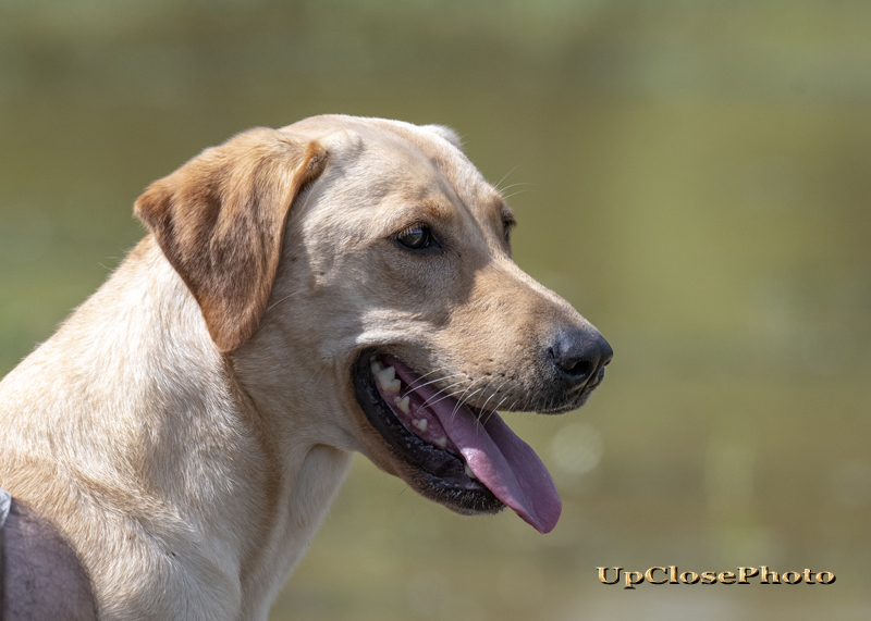 GRHRCH UH Dabbler's Disastrous Sunrise MH | Yellow Labrador Retriver