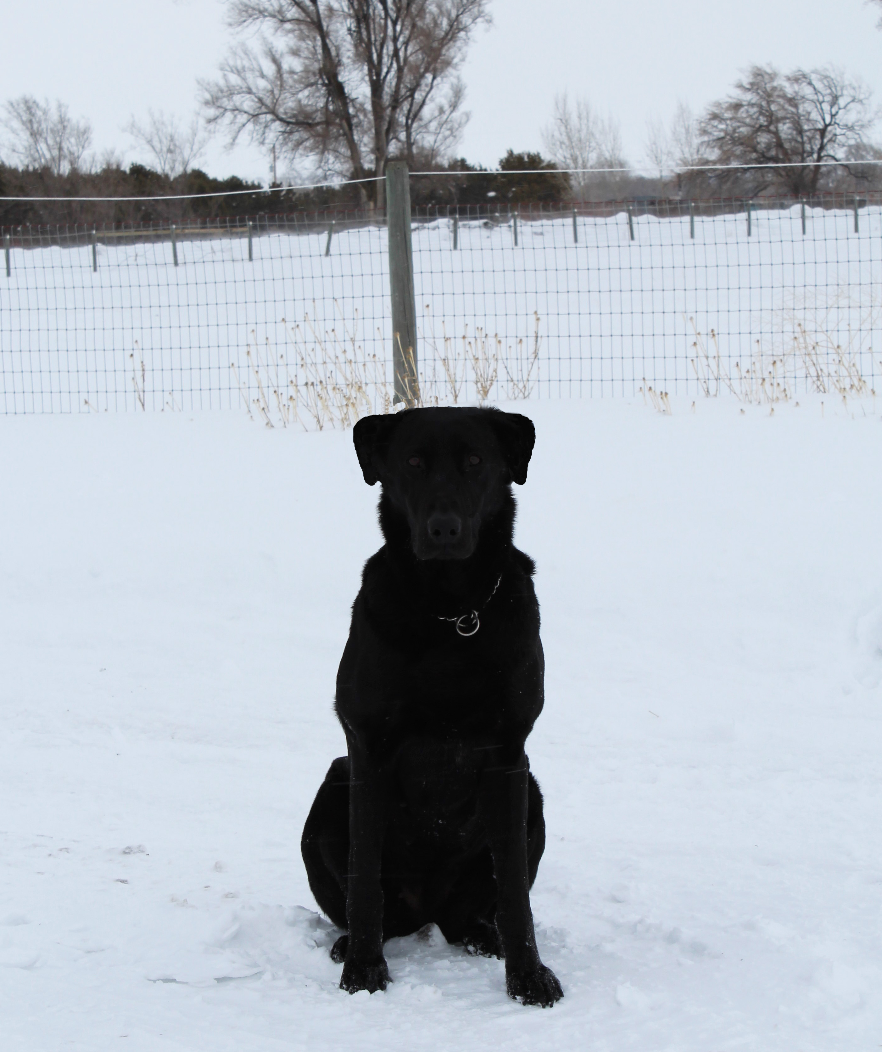 Top Gun's Workin The Wind | Black Labrador Retriver