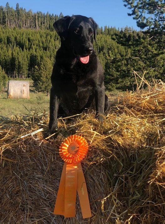 HRCH Applewoods In To The Storm SH | Black Labrador Retriver