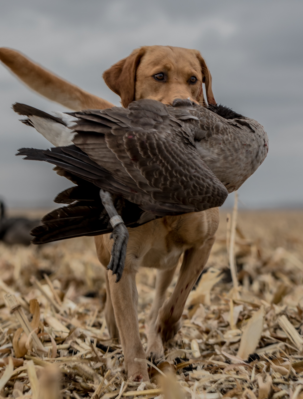 HRCH  Boone's Little Sniper Redwillow JH SH | Yellow Labrador Retriver