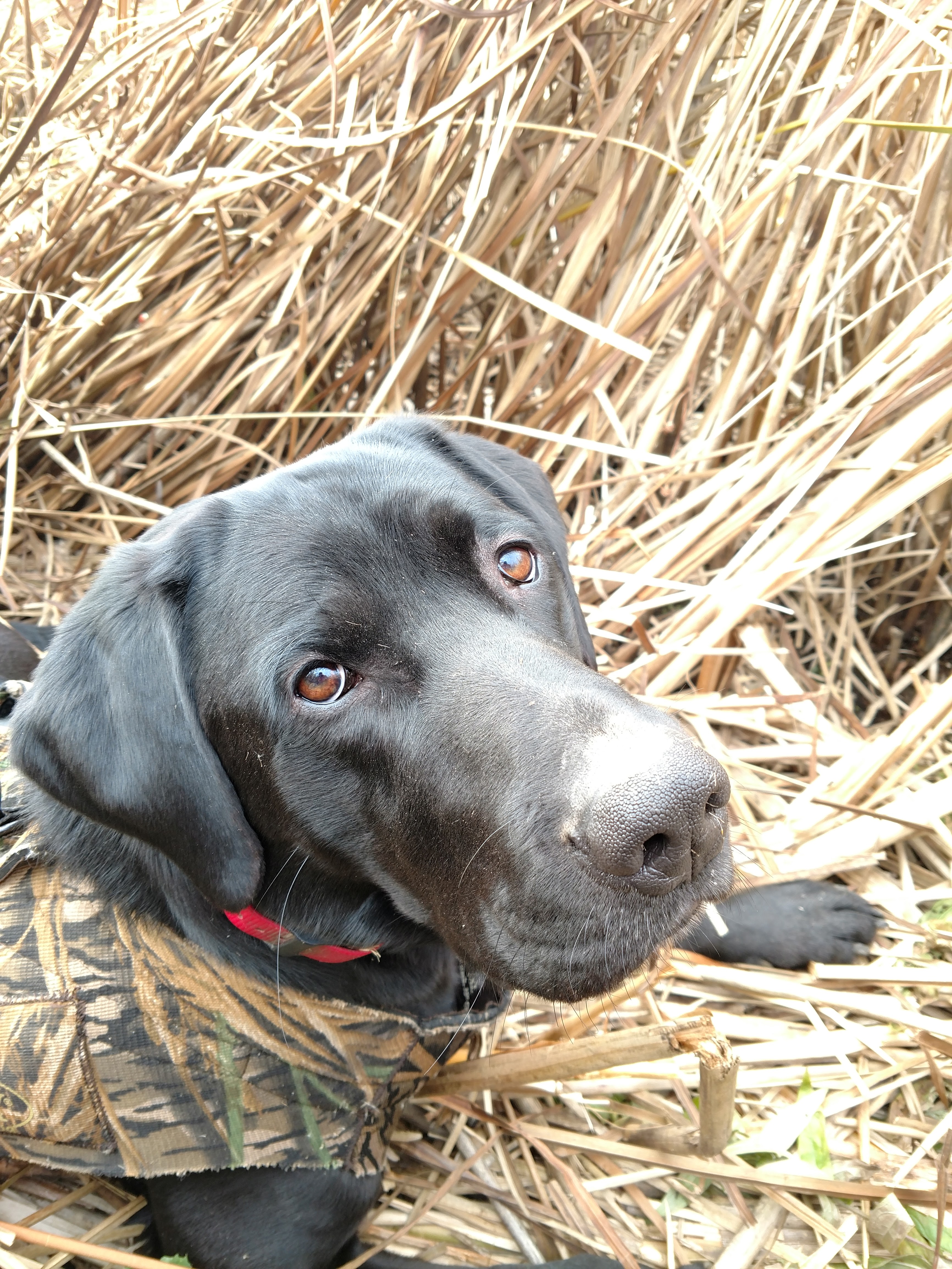 GMHR Willow Bay Truckin' Wisely Hawkeye | Black Labrador Retriver