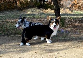 Dom Corgi Galpin Rocket | Cardigan Welsh Corgi 