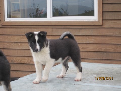 Gerplu Dolli Dropi | Icelandic Sheepdog 