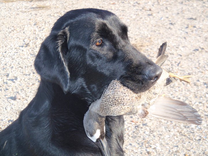 Justamere Echo | Black Labrador Retriver