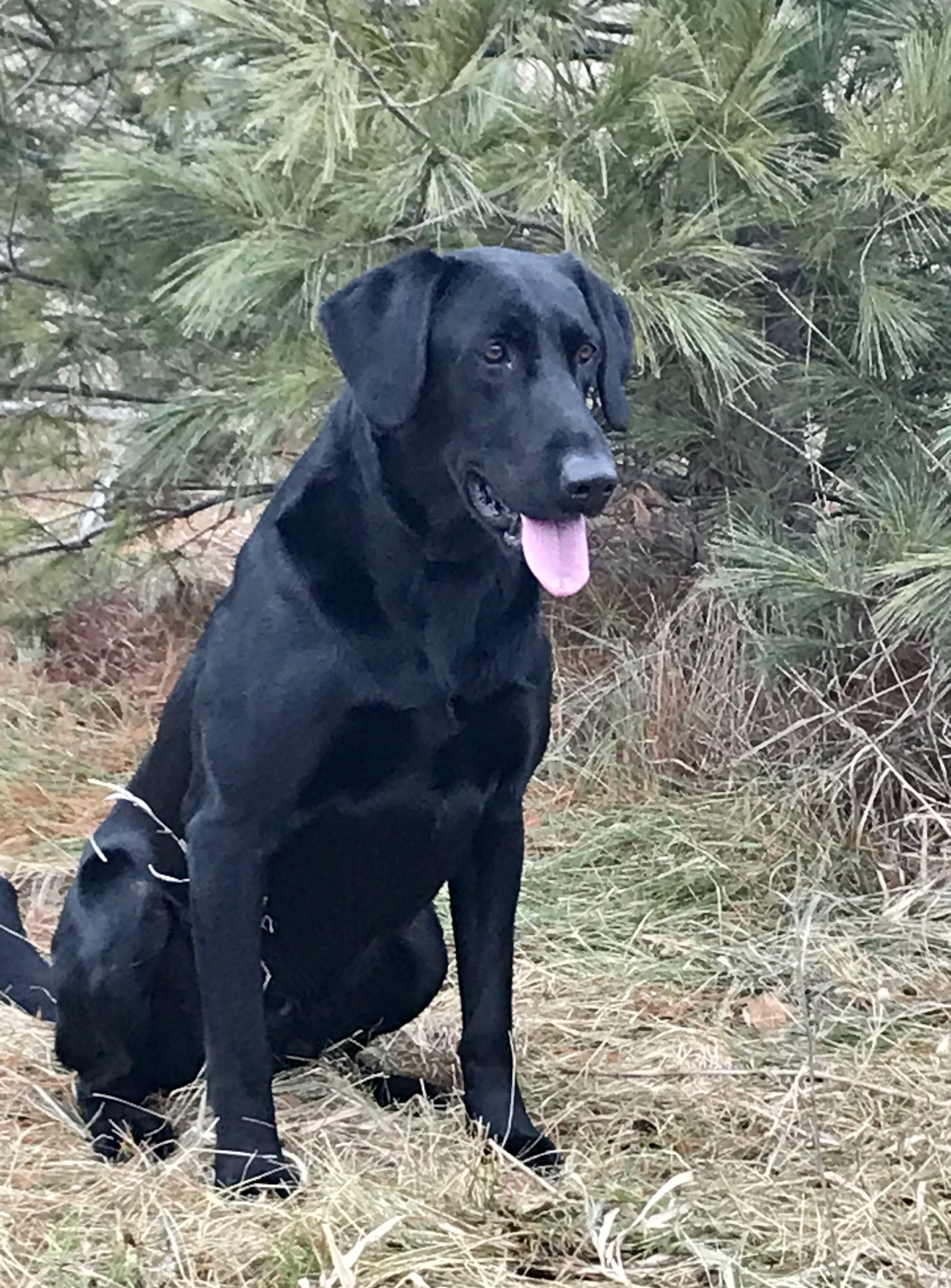 FC AFC Smoky Mountain's Midnight Rider | Black Labrador Retriver