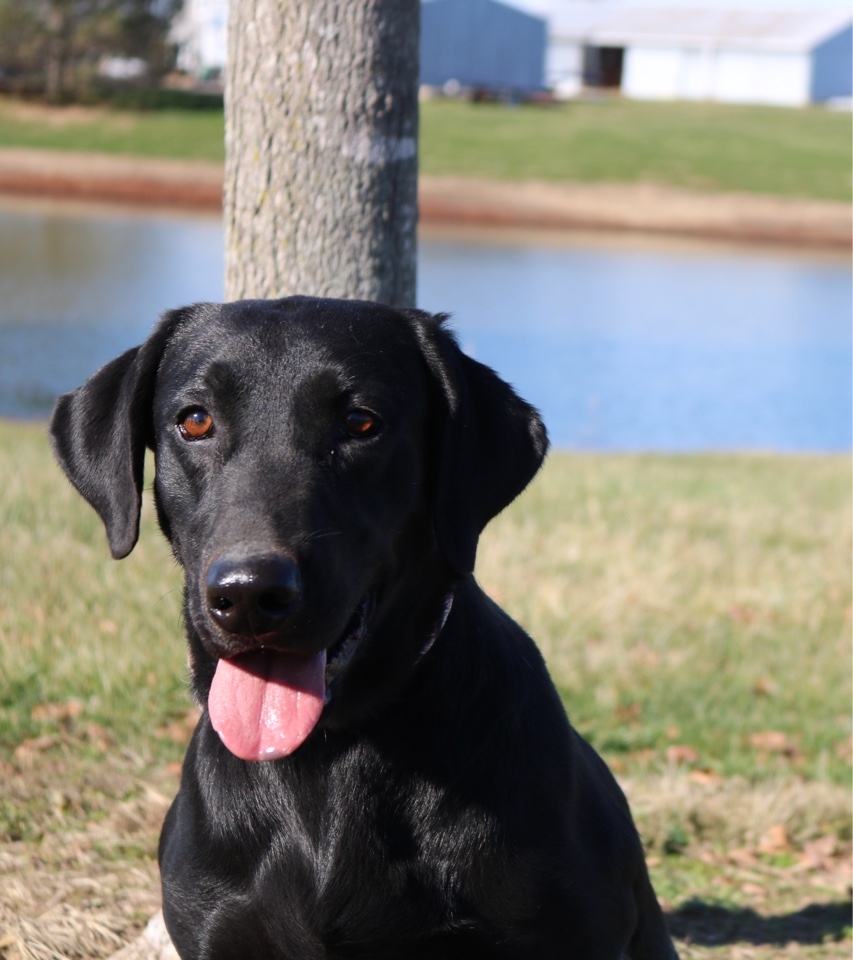 Simpson's Benelli Babe | Black Labrador Retriver