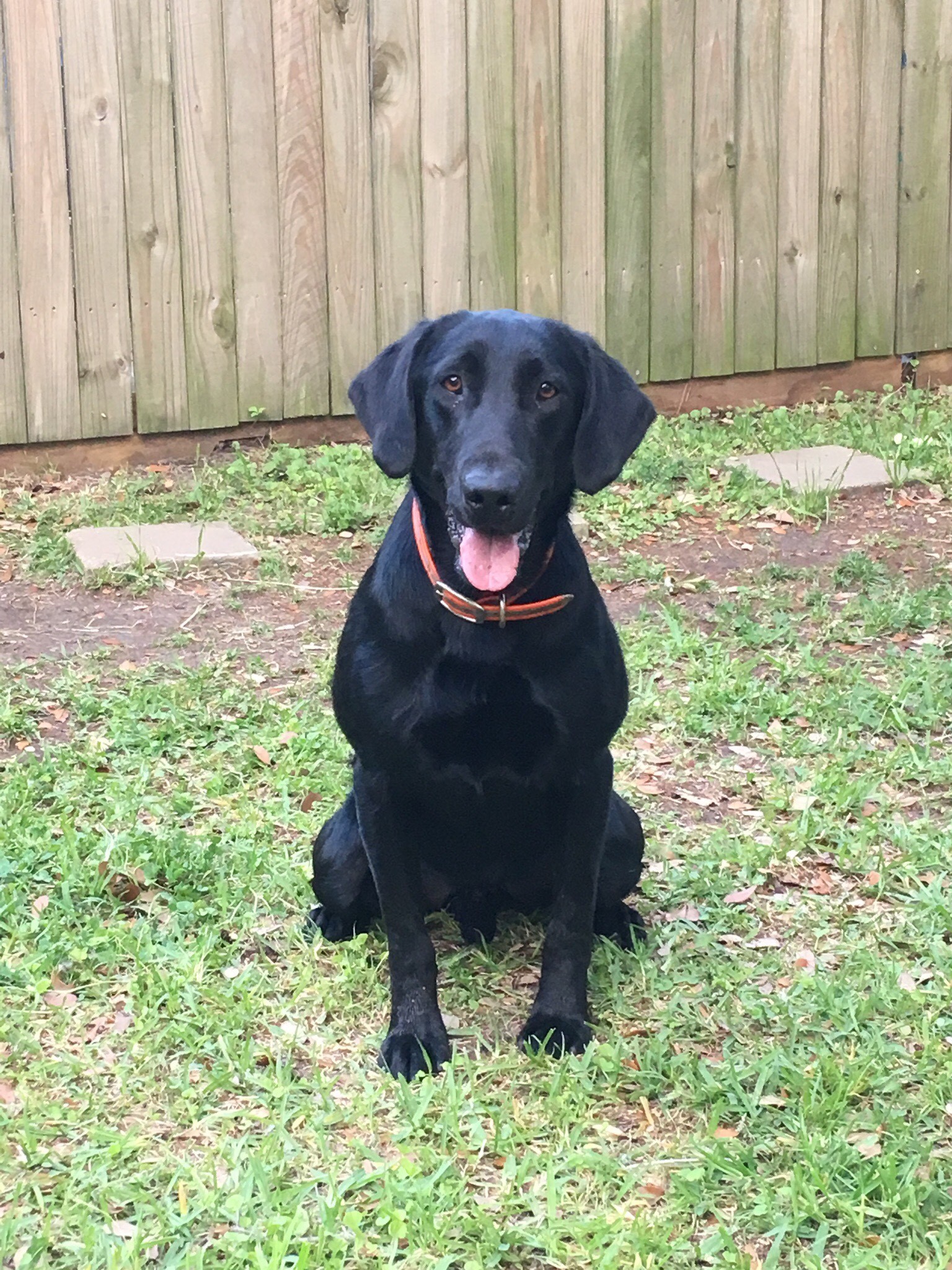 Winwater's Just Happy To Be Here | Black Labrador Retriver