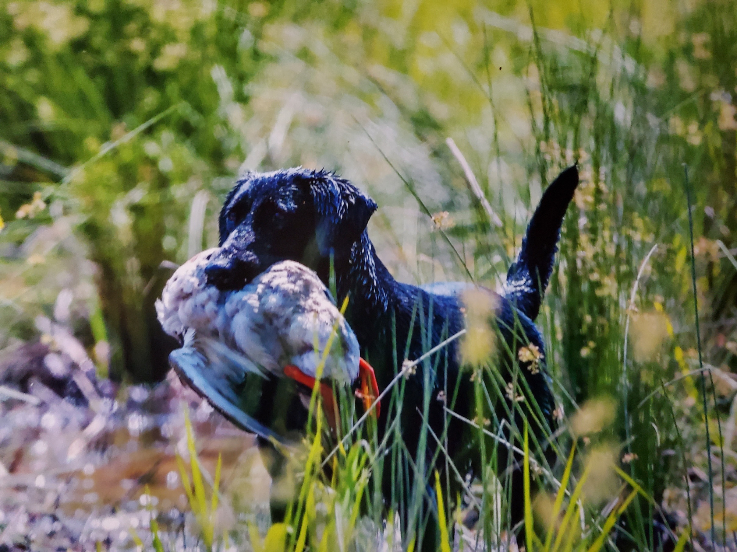 GRHRCH Woodro's Twisted Lady MH | Black Labrador Retriver