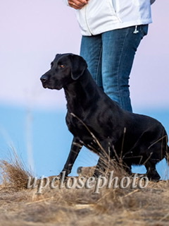 Joe Panik QAA | Black Labrador Retriver