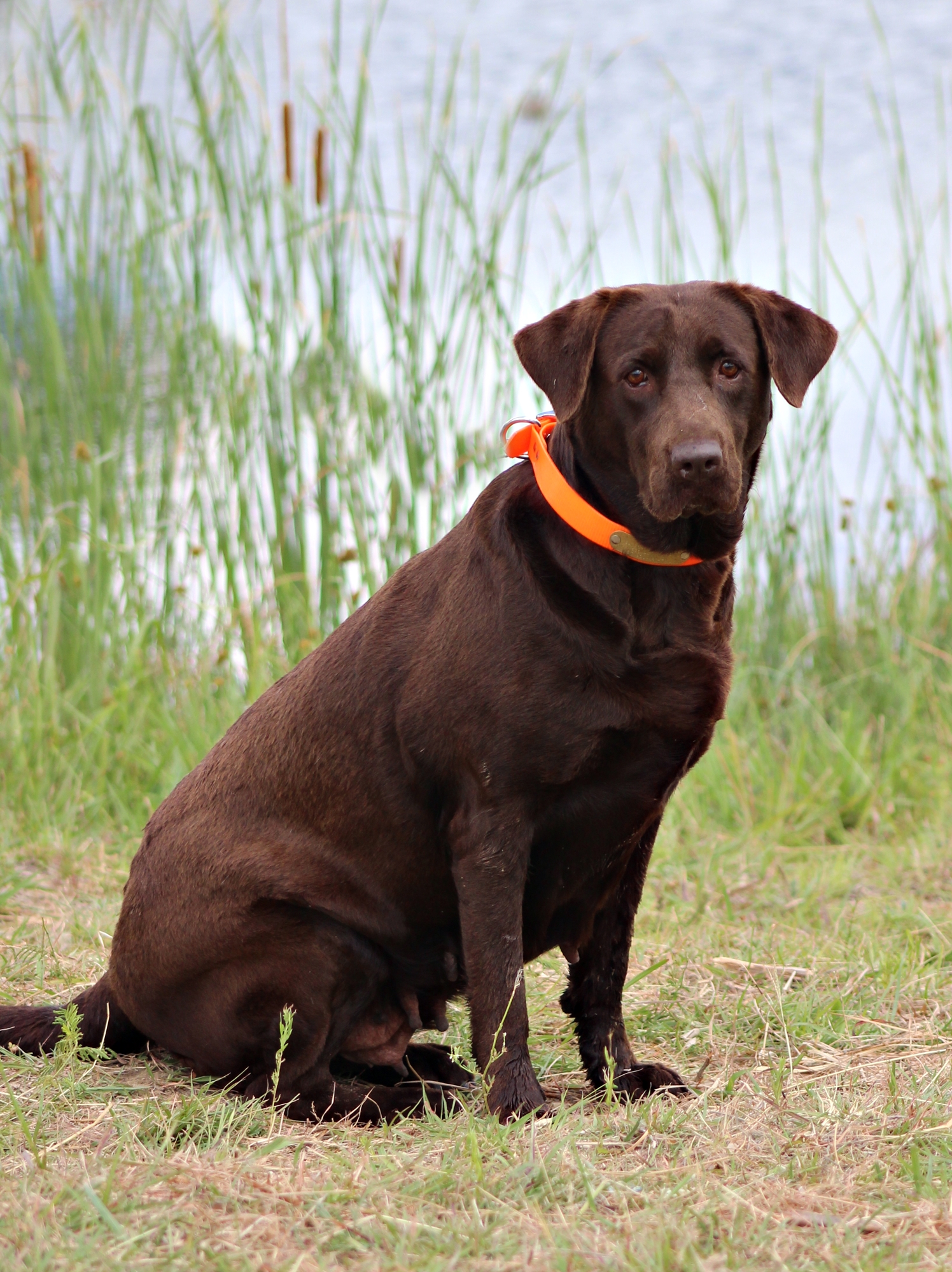 Tess Mcmillan Rice JH | Chocolate Labrador Retriver