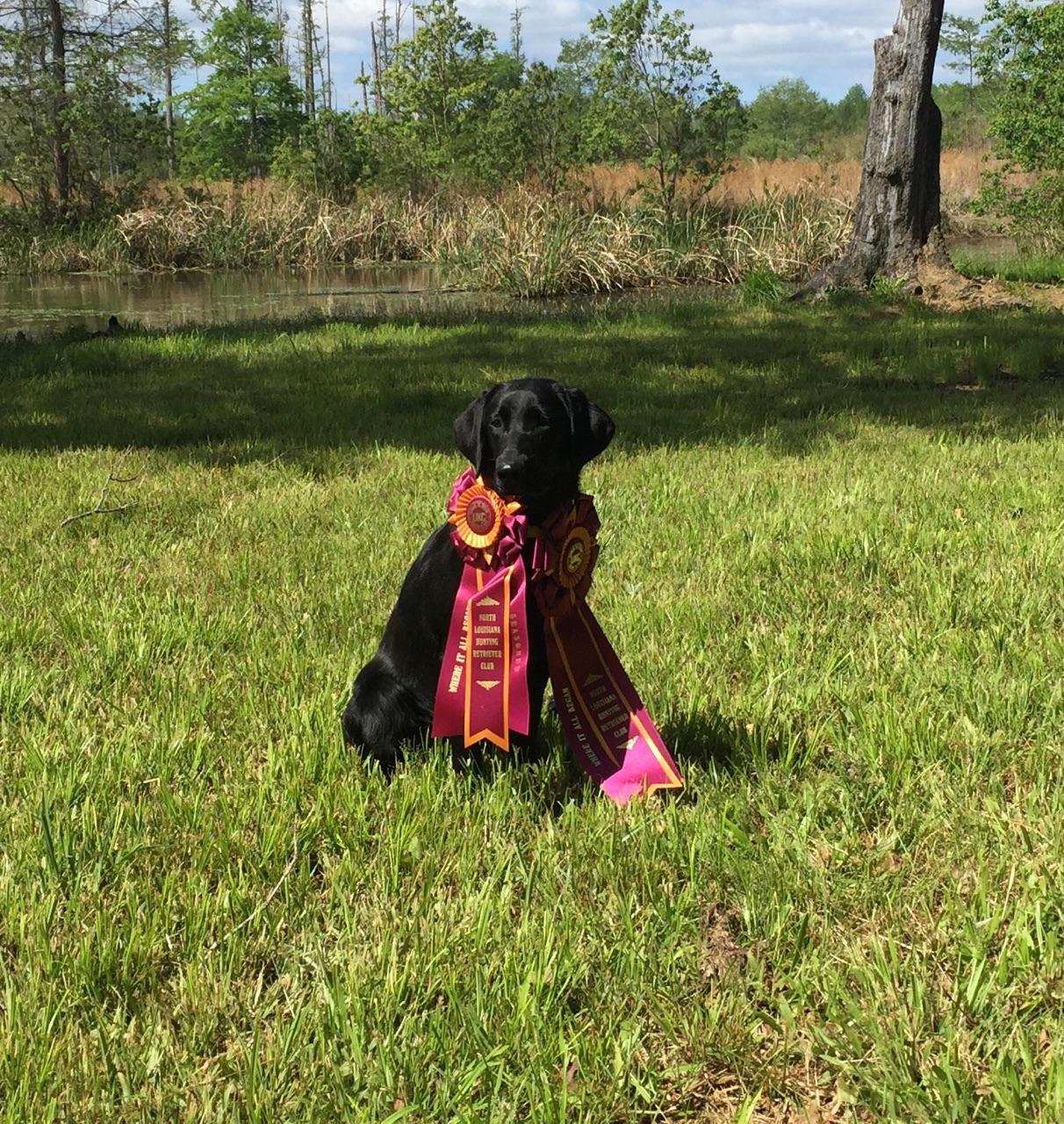 HRCH Holly Groves One Punch | Black Labrador Retriver