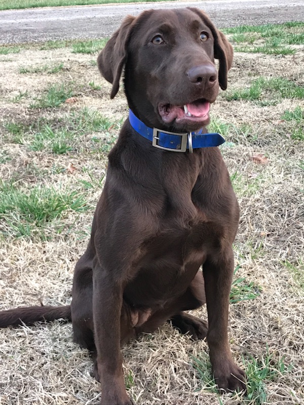 HR Roddydog L-N-L Southern Blaze Of Glory SH | Chocolate Labrador Retriver