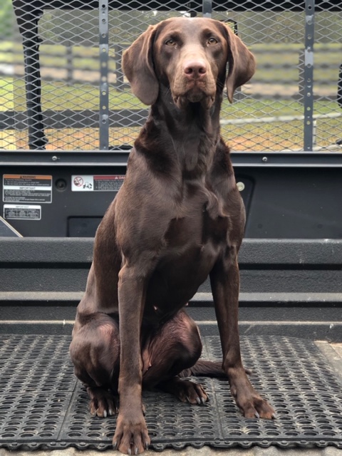 Roddydogs Jewel Of The South | Chocolate Labrador Retriver