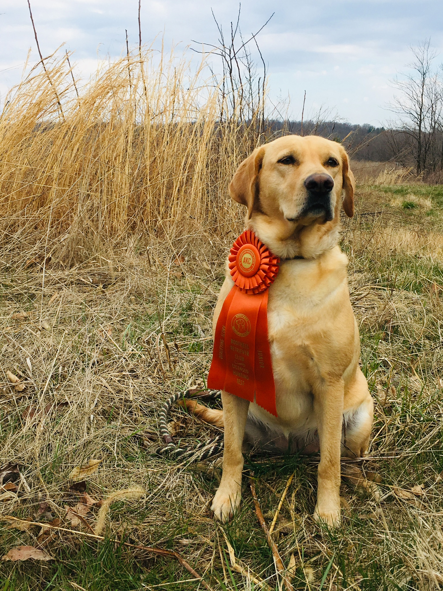 Magdalen River Runner Of Bayard Acres JH | Yellow Labrador Retriver