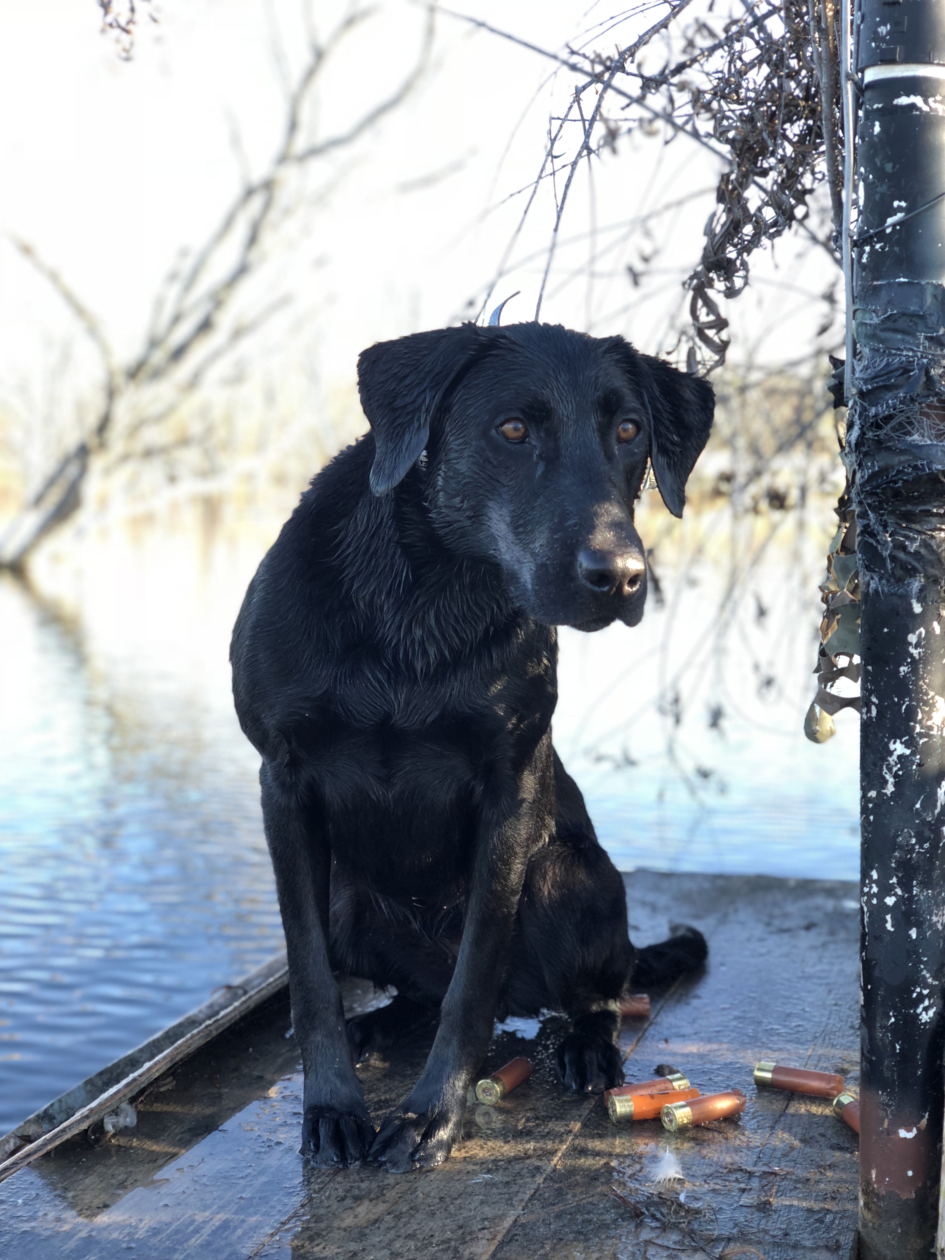 HRCH Watermark's Liberty Luxe | Black Labrador Retriver