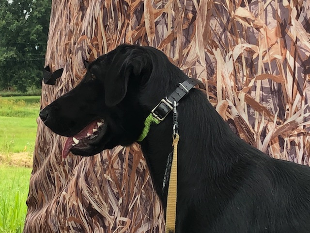 Tensaw's Pied Piper QA2 | Black Labrador Retriver