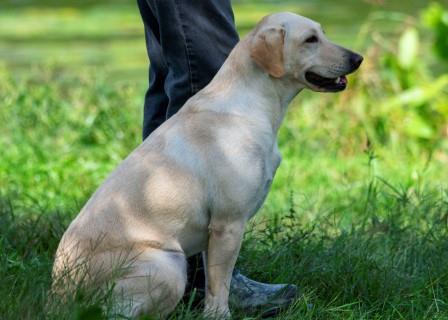 Bullwhip's Hi-Brass Jazzie Girl MH | Yellow Labrador Retriver