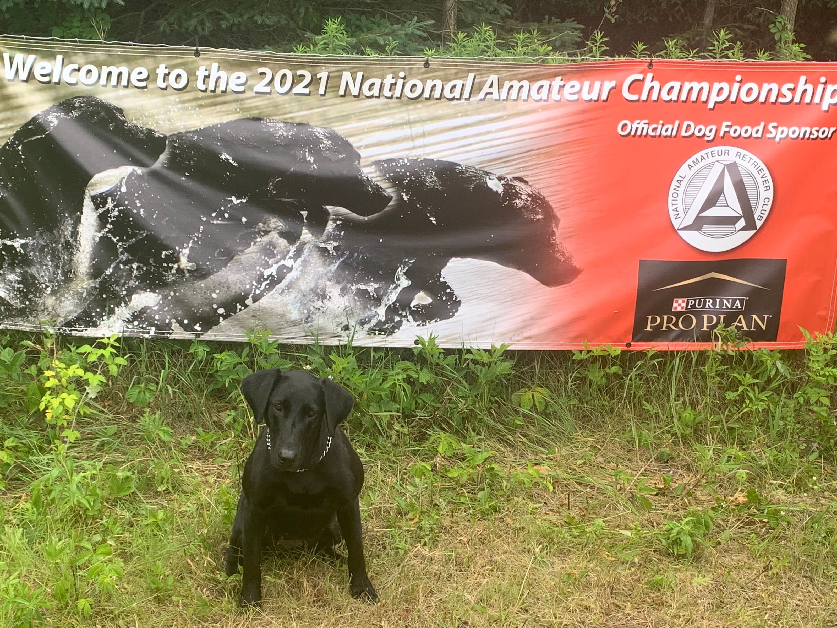 FC  AFC Laird's Cynful Seaside Gamble | Black Labrador Retriver