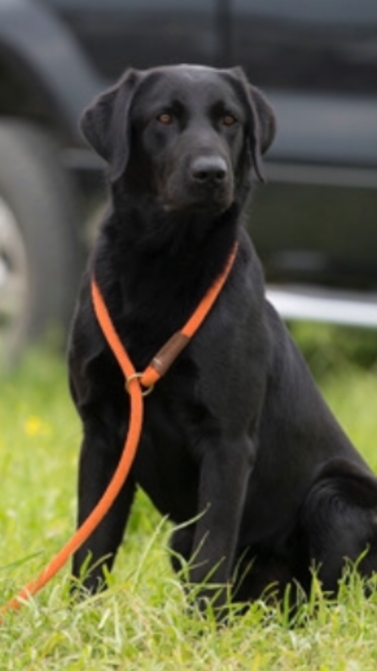 HRCH M&b's Lonoke Mighty Ike | Black Labrador Retriver