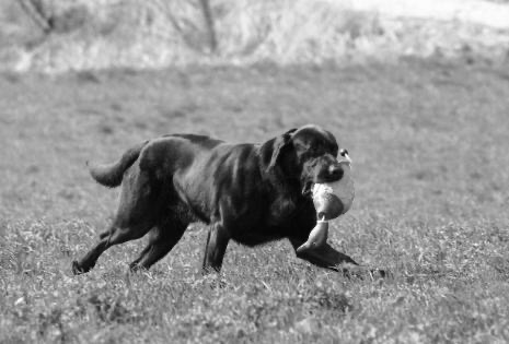 HRCH Hiwater Hurry Horton MH15, SRS Crown Second Place, QAA | Black Labrador Retriver