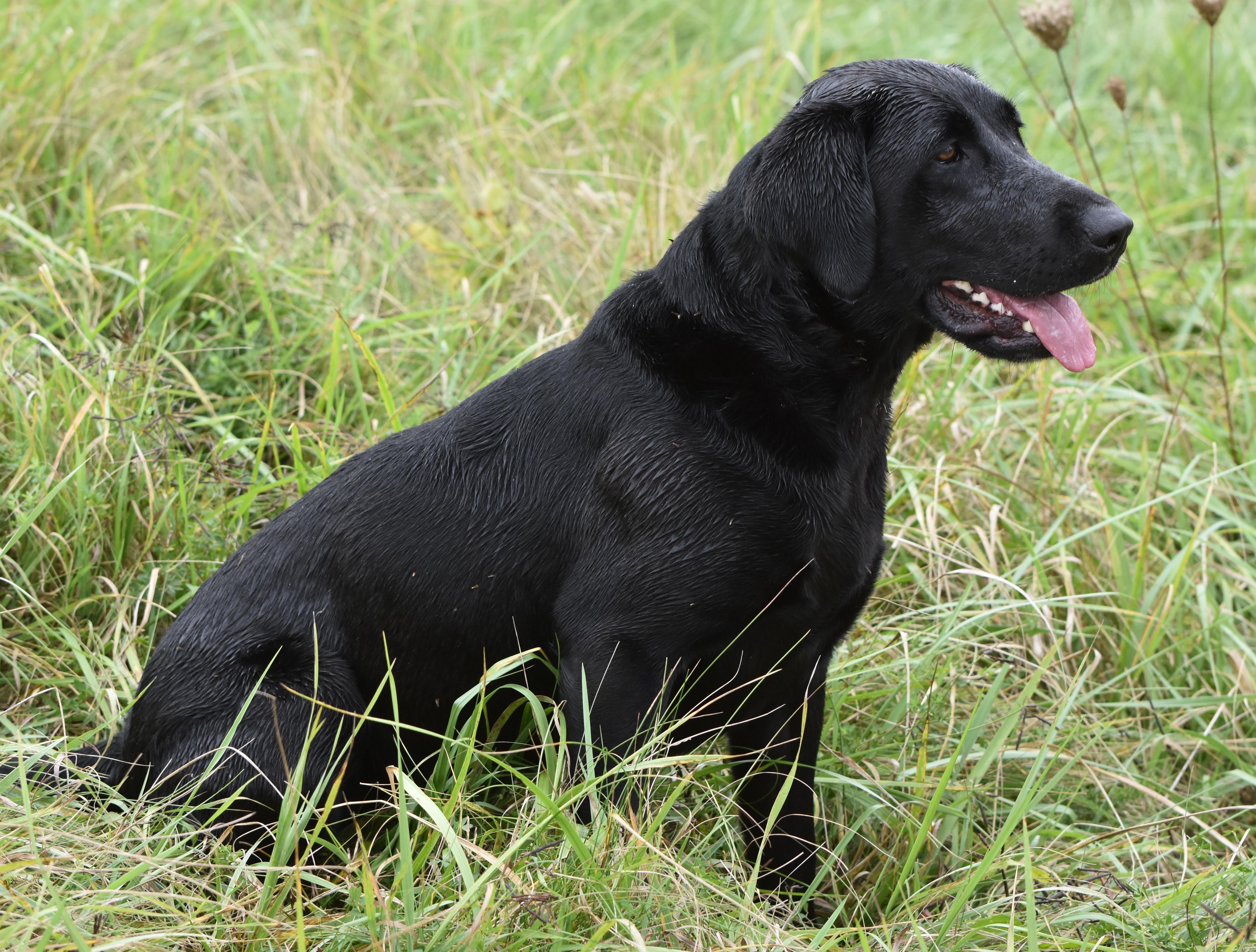 Ironweed Screamin Diamond Jubilee MH QA2 | Black Labrador Retriver