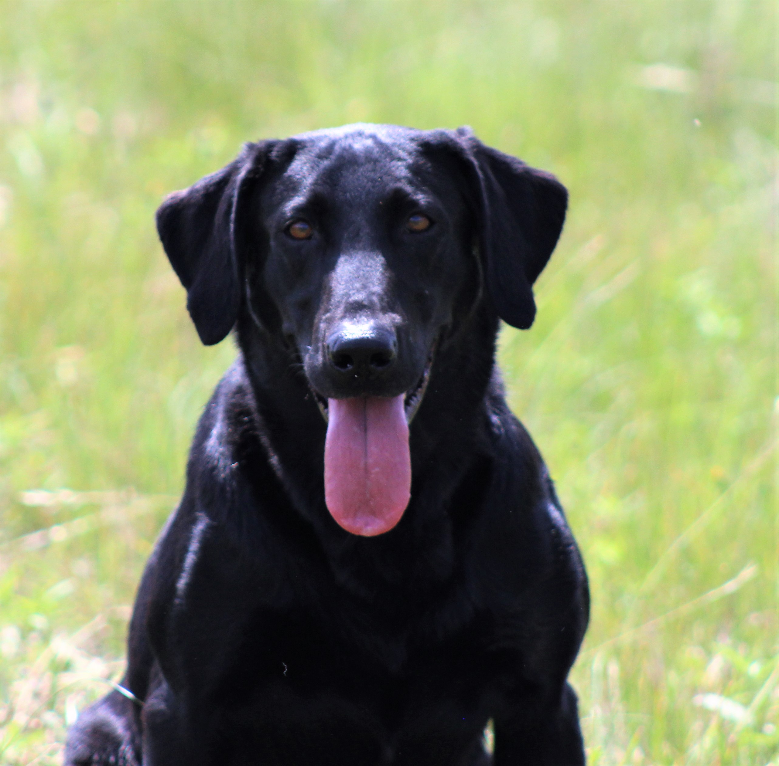 SHR Birddogs Making It Happen MH | Black Labrador Retriver