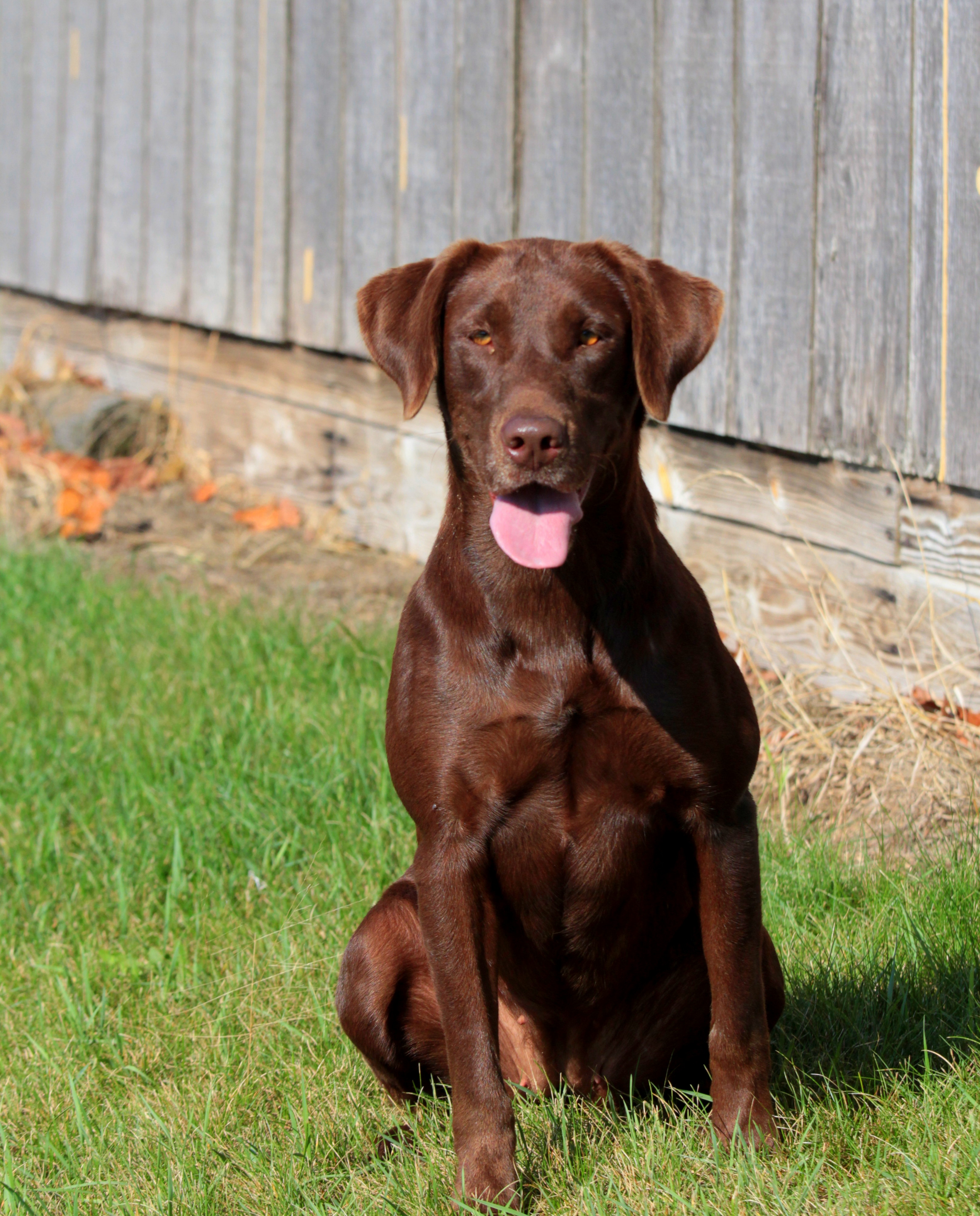 Trinity Oak's Muddy River | Chocolate Labrador Retriver