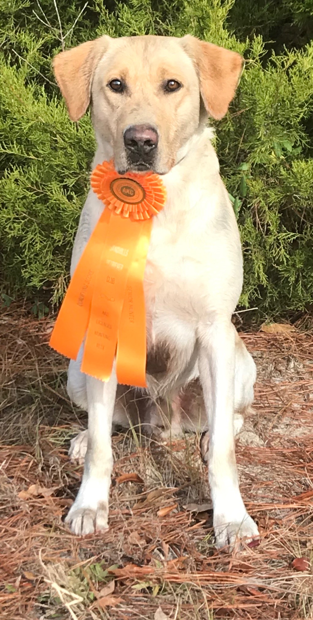 Maximus Zeus Thunder Buns MH | Yellow Labrador Retriver