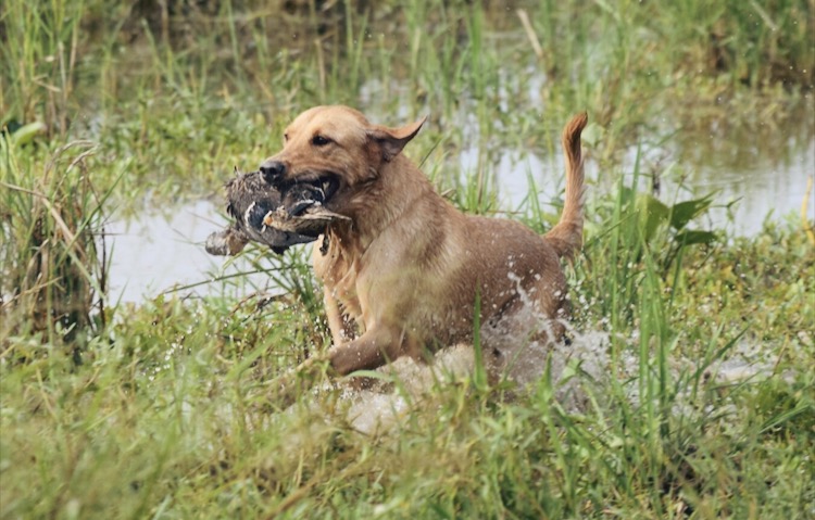 HRCH Porters Xtreme Beretta | Yellow Labrador Retriver