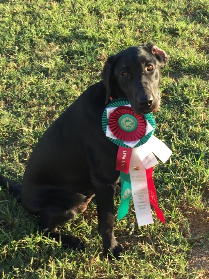 HRCH MoCo Bottom's Mighty Mississippi JH | Black Labrador Retriver