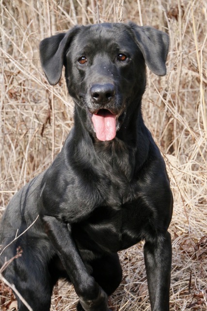 HRCH Father Wade's Deacon SH | Black Labrador Retriver