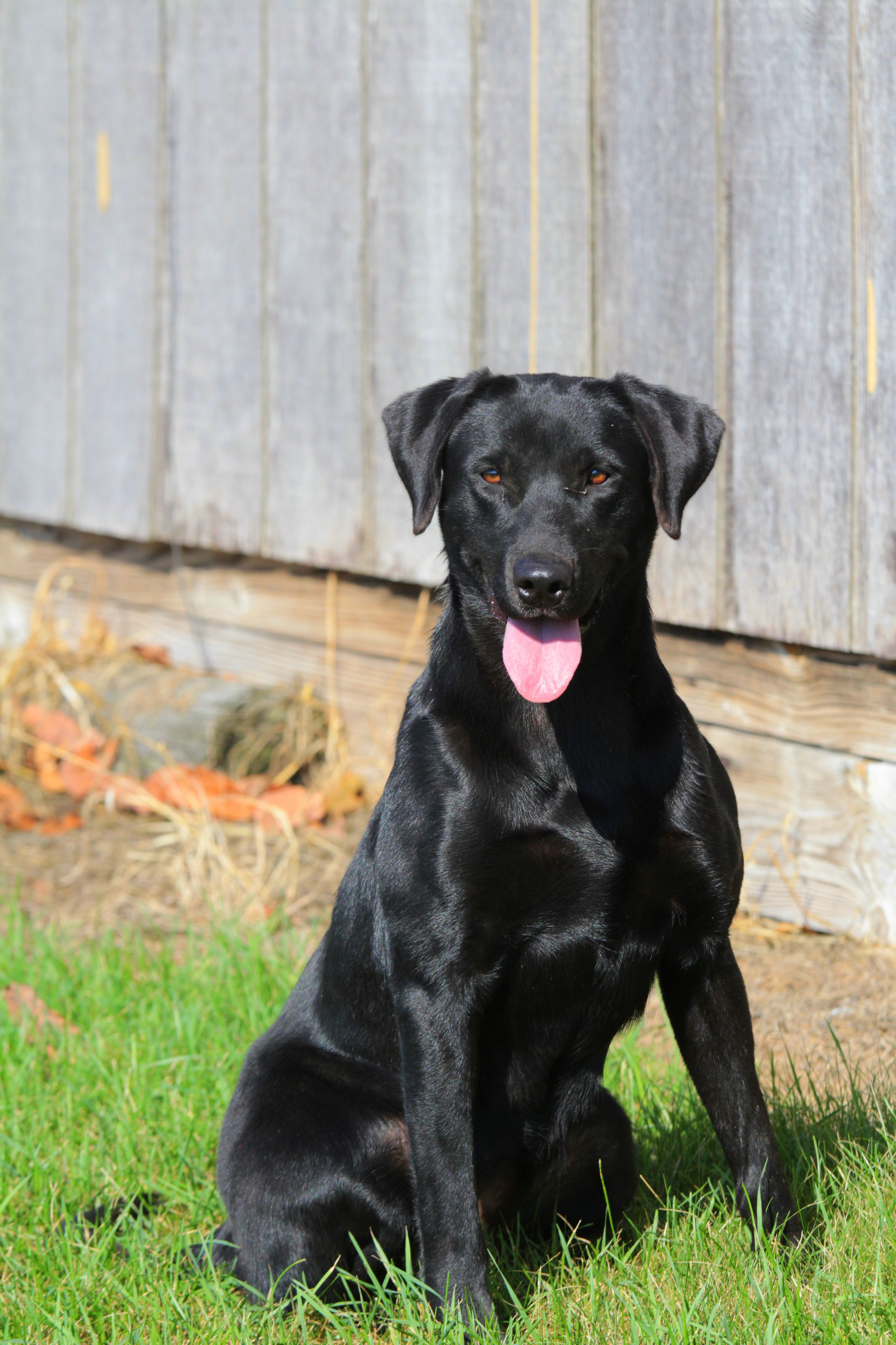 Trinity Oak's Sloughfoot Sue | Black Labrador Retriver