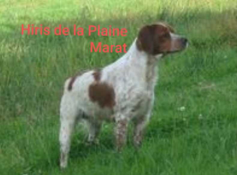 HIRIS de la Plaine Marat | Brittany 