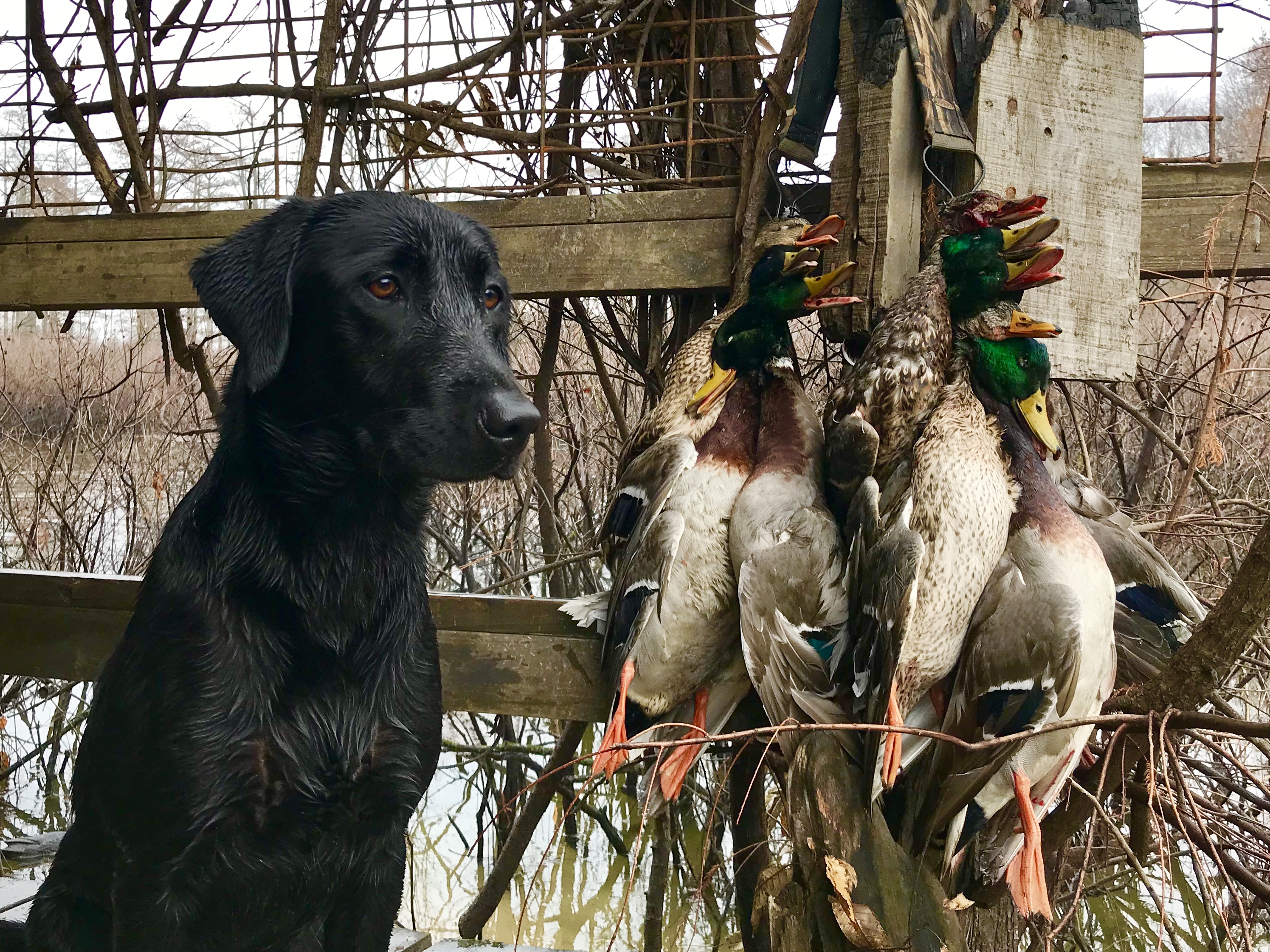 Ducktown's Girl Named Earle SH | Black Labrador Retriver