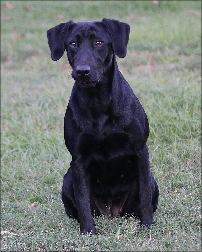 PCR Kitzkatuz Gettin' Ruff | Black Labrador Retriver