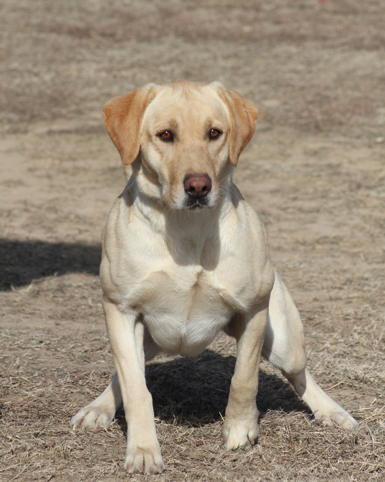 Let It Be Bristol Shot | Yellow Labrador Retriver